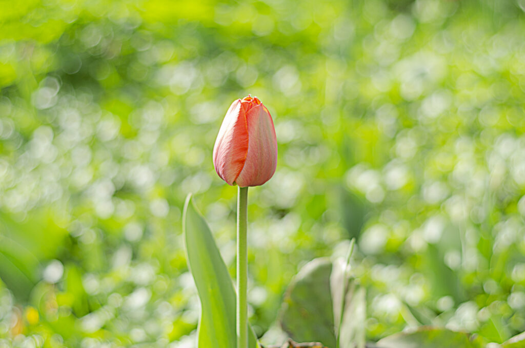 Photo of a tulip